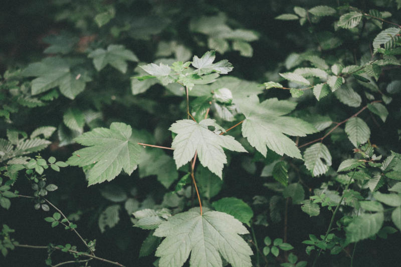 Ober Olmer Wald