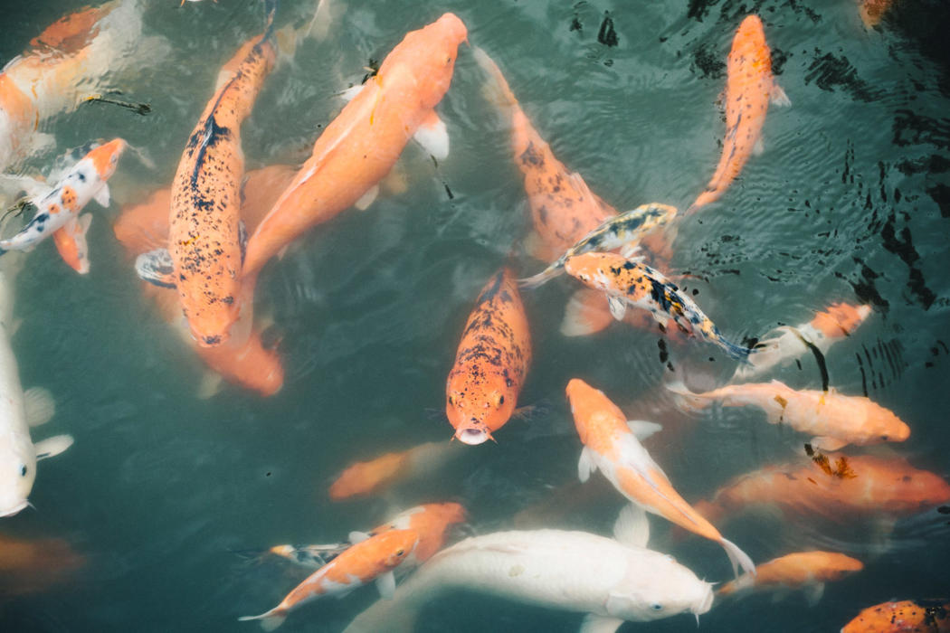 Innere Blutungen Wie Lange überlebt Man