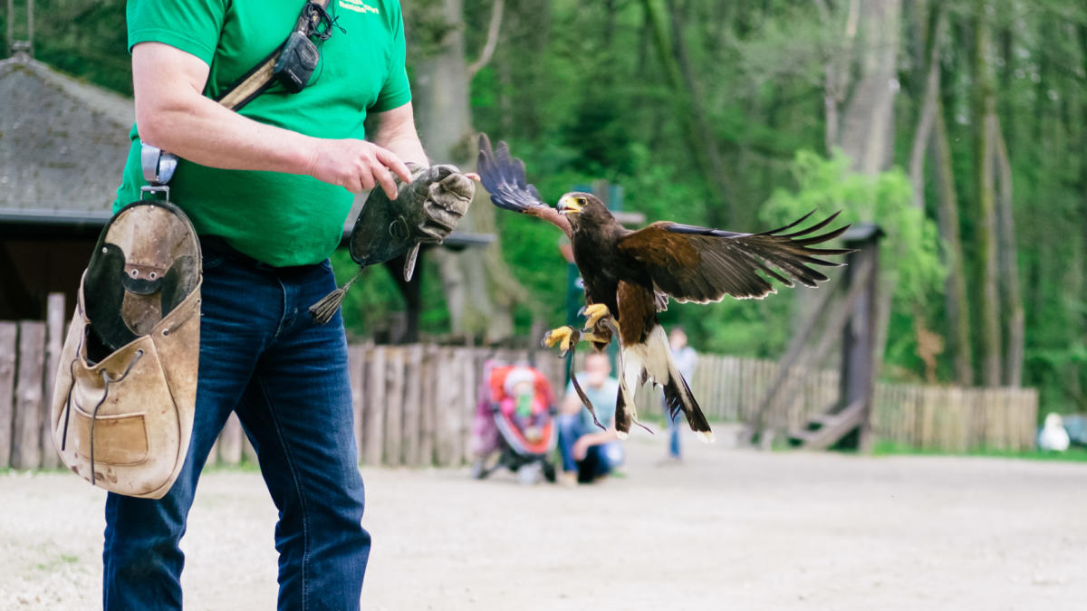 Hochwildschutzpark Rheinböllen Vogelshow kurze Belichtungszeit