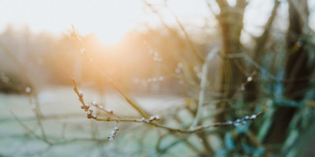 Februar Gegenlicht Sonne Wald