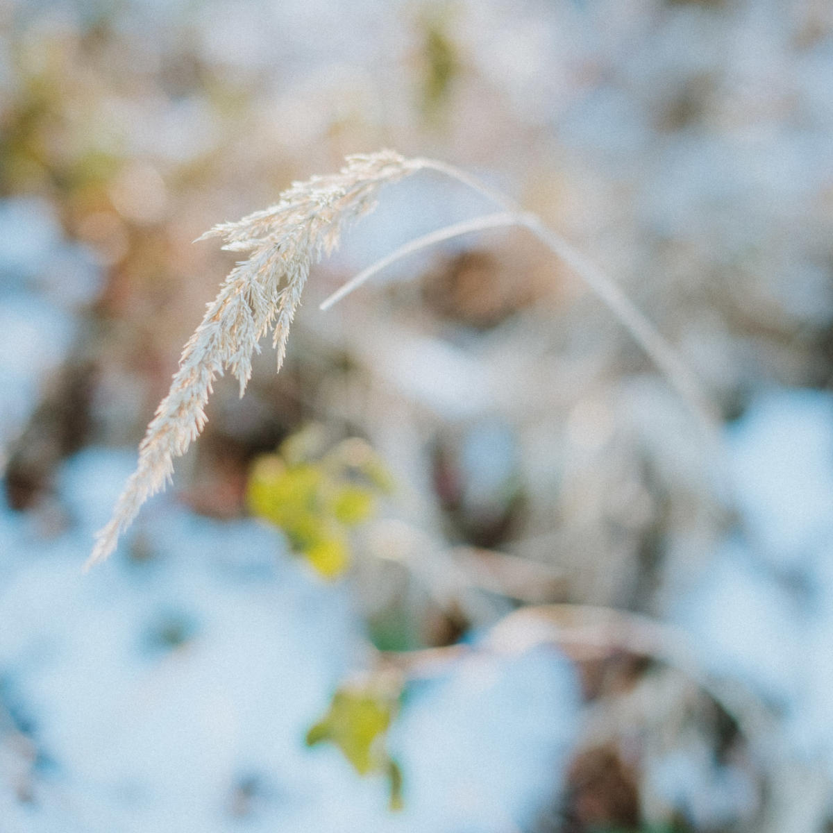 Februar Gegenlicht Sonne Wald Schnee