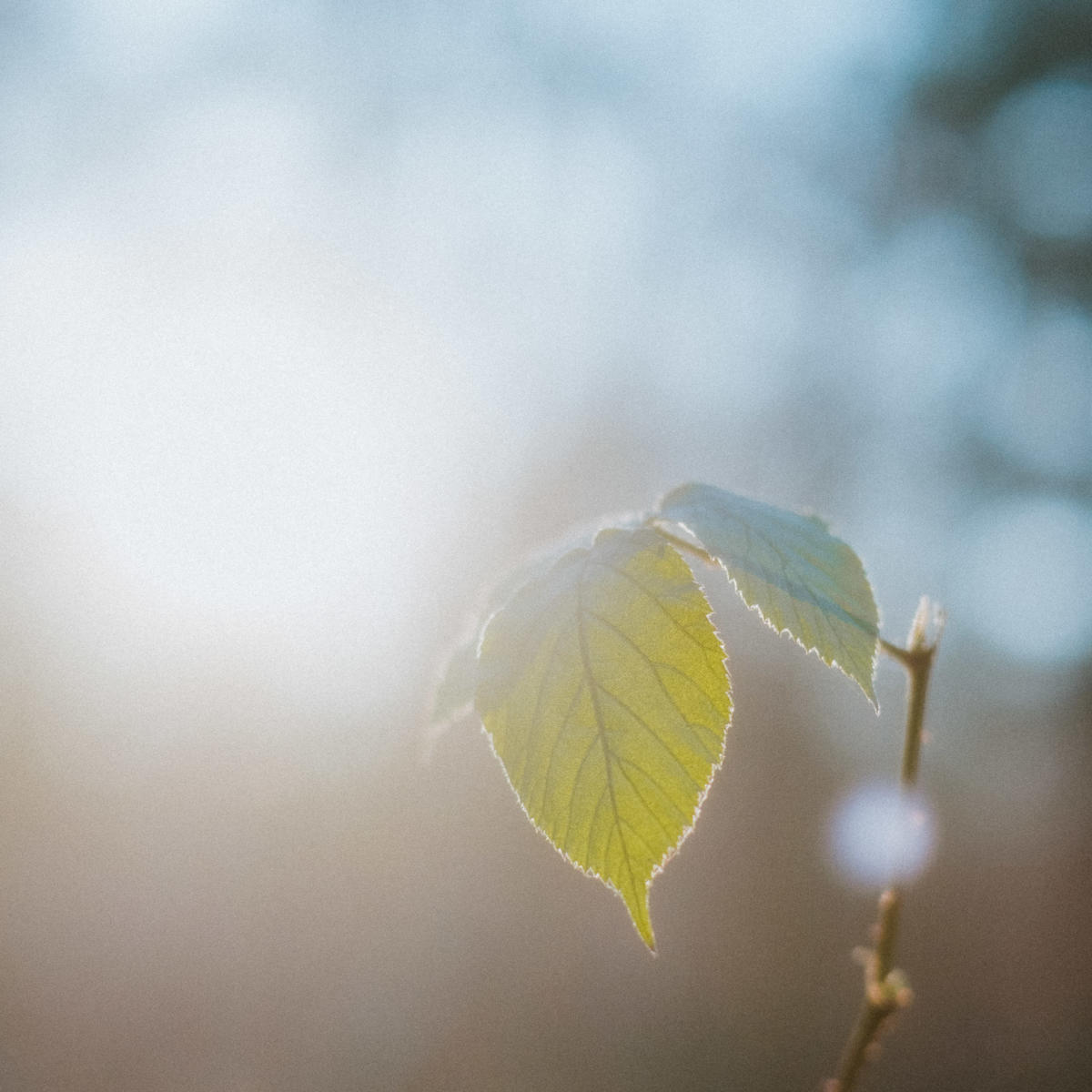 Februar Gegenlicht Sonne Wald