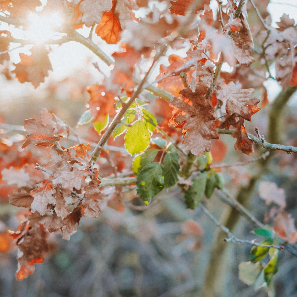 Februar Gegenlicht Sonne Wald