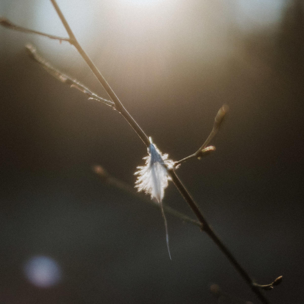 Februar Gegenlicht Feder im Baum