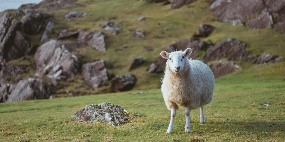 Irland Beara Peninsula Schaf Fotografie
