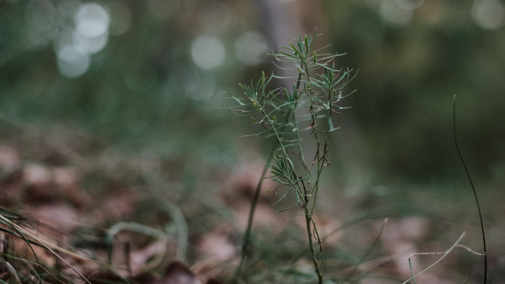 Fotografie Makro Natur Mainz Gonsenheimer Wald